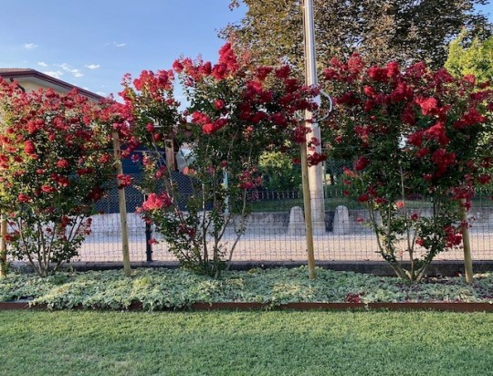 Realizziamo un'aiuola con delle lagerstroemia e bordure in CORTEN