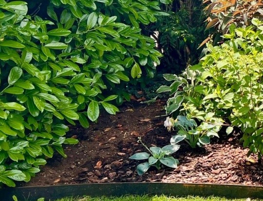 Bordure in Acciaio Corten: la scelta professionale per giardini e paesaggi d’eccellenza