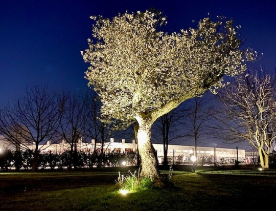 Il tuo giardino come non lo hai mai visto prima… di sera