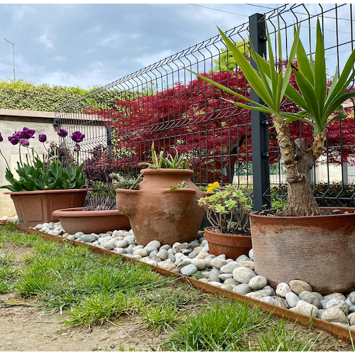 Aiuola+con+camelie+e+bordure+in+corten