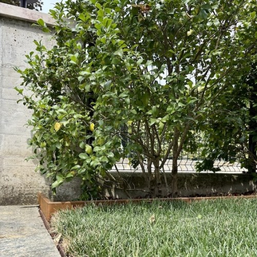 Geometrie+resistenti%2C+estetica+impeccabile%3A+la+nuova+frontiera+delle+bordure+in+acciaio+CORTEN