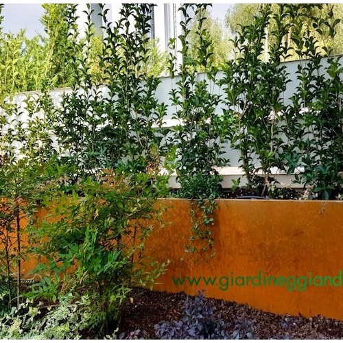 %26ldquo%3BIL+CORTEN+%26Egrave%3B+PER+SEMPRE%26rdquo%3B+OVVERO+I+PERCH%26Eacute%3B+DELLE+FIORIERE+IN+CORTEN