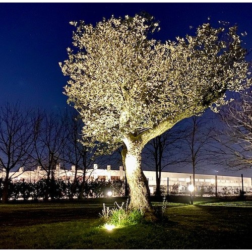 Il+tuo+giardino+come+non+lo+hai+mai+visto+prima%26hellip%3B+di+sera