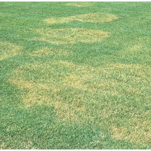 MALATTIE+DEL+PRATO%2C+COME+PREVENIRLE+SENZA+L%26%23039%3BUSO+DEI+FITOFARMACI%3A+L%26%23039%3BIRRIGAZIONE