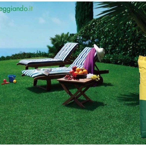 La+festuca+arundinacea+ama+stare+da+sola+al+sole%21