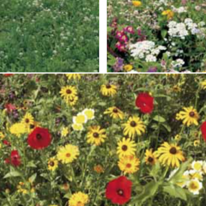 sementi-da-prato-giardino-fiorito-nano-fito-conf-100-gr-